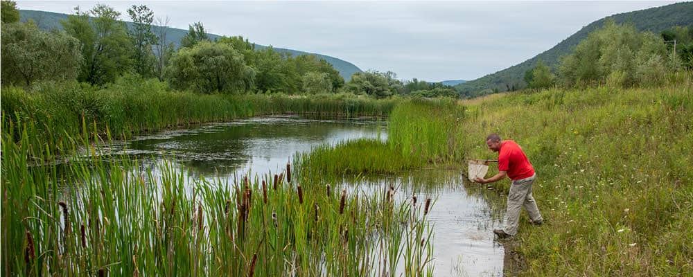 Cattails, trees, and other wetland plants border a shallow pond on a cool, summer day. A man stands on shore holding a net, observing the water.