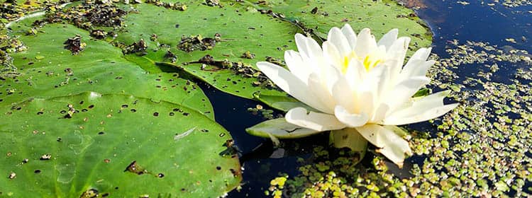  Lily pad and flower in the Honeoye Inlet.